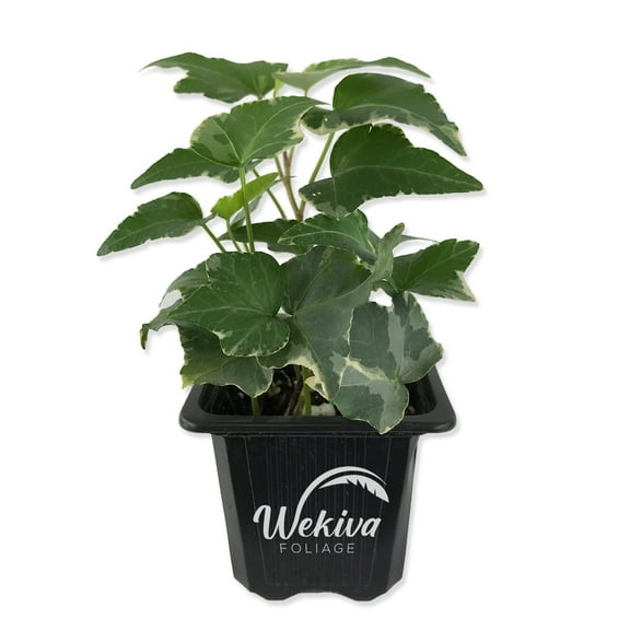 Variegated English Ivy - Live Plant in a 3 Inch Pot - Hedera Helix - Beautiful Easy Care Indoor Air Purifying Houseplant Vine
