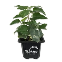 Variegated English Ivy - Live Plant in a 3 Inch Pot - Hedera Helix - Beautiful Easy Care Indoor Air Purifying Houseplant Vine