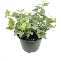 Variegated English Ivy - Live Plant in a 6 Inch Pot - Hedera Helix - Beautiful Easy Care Indoor Air Purifying Houseplant Vine