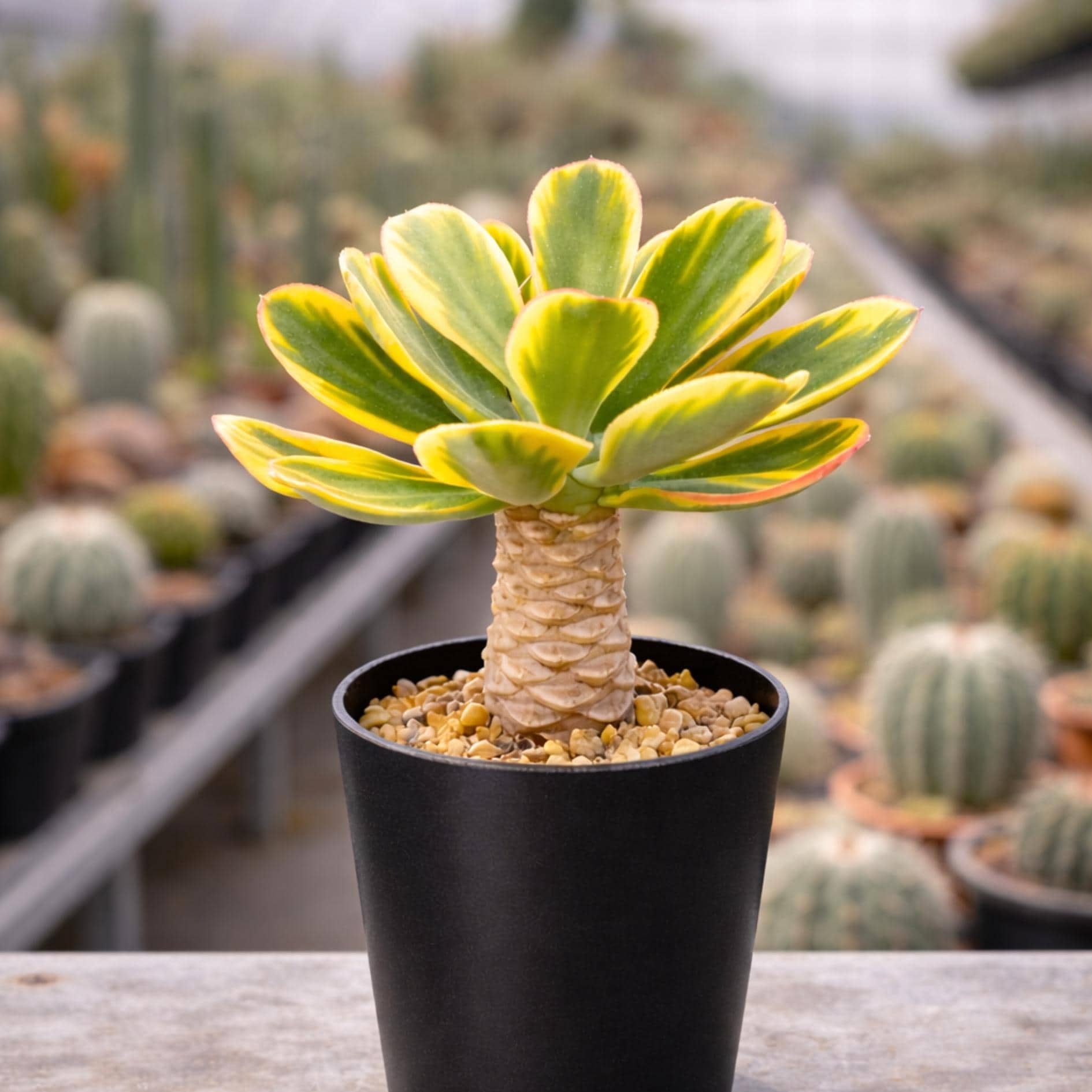 Succulent Gifts