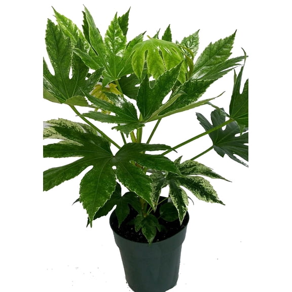 Variegated Fatsia japonica 'Variegata' - Japanese Aralia - Indoor - 6" Pot
