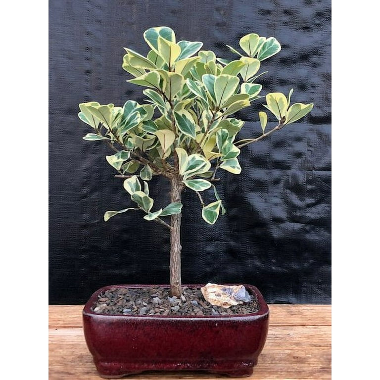 Variegated Ficus Triangularis Bonsai Tree (Ficus Triangularis 'Variegata')  - Walmart.com