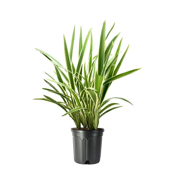 Variegated Flax Lily I 3 Large Gallon Size Plants I Dianella Tasmanica I Live Striking Green and White Foliage, Drought-Resistant, Evergreen Perennial