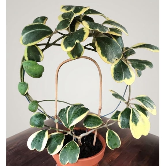 Variegated Heart Leaf Hoya Plant in 4 Inch Pot, Hoya Kerrii Variegata Live Indoor Succulent Vine, Rare Sweetheart Plant, Easy Care Houseplant for Home Decor and Gifts