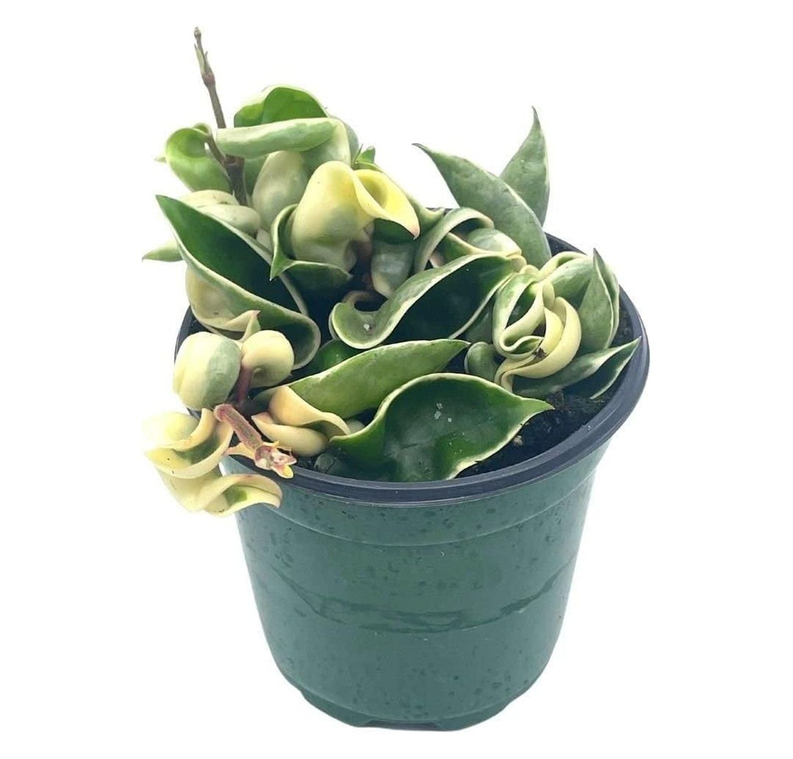 Variegated Hindu Rope, Hoya Compacta Carnosa, Very Rare Limited Live