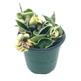 thumbnail image 1 of Variegated Hindu Rope, Hoya Compacta Carnosa, Very Rare Limited Live Plant, in 4 inch Pot, 1 of 8