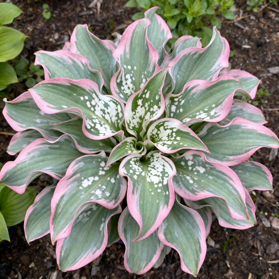 Variegated -Hosta-Bulbs For Planting - Premium Garden Stakes Perfect ...