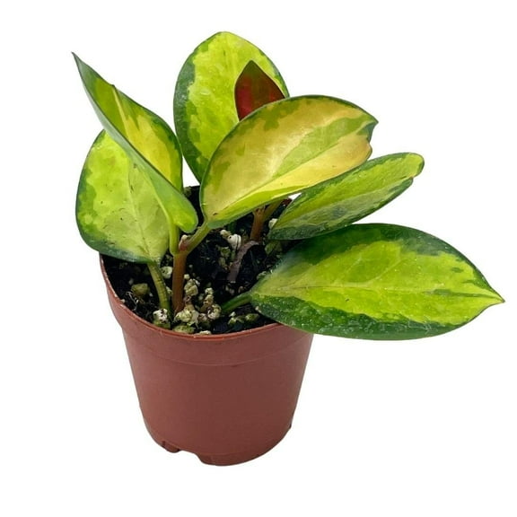 Variegated Hoya Australis in a 2 inch Pot, Live Rooted Potted Rare Succulent