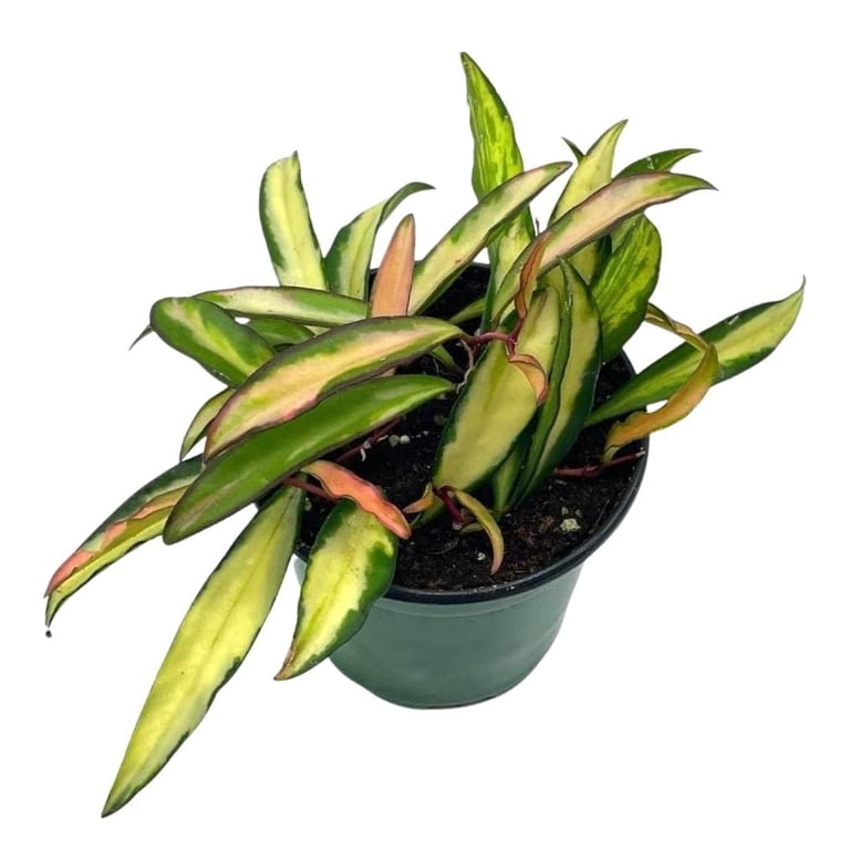Variegated Hoya wayetii, Very Rare Limited Live Plant, Super Filled in 4  inch Pot - Walmart.com