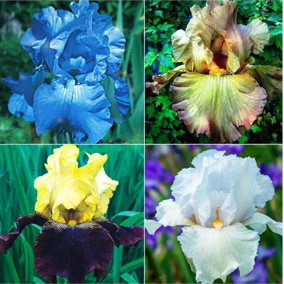 Variegated Iris Flowers Planting Mix-Iridescence-Beautiful-Garden-Quick Sprouting-(Non-Artificial)