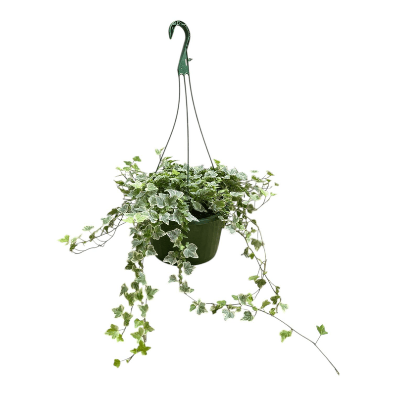 Variegated Ivy Hanging Basket Live Plant  Large Size Indoor/Outdoor  Trailing Vine, Easy Care Houseplant - Walmart.com