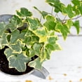 thumbnail image 1 of Variegated Ivy Plant, 4 Inch Pot, Hardy English Ivy Groundcover Houseplant, 1 of 5