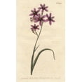 thumbnail image 1 of Variegated Ixia With Purple, Scarlet And Dingya Poster Print By ® Florilegius Mary Evans (18 X 24), 1 of 4