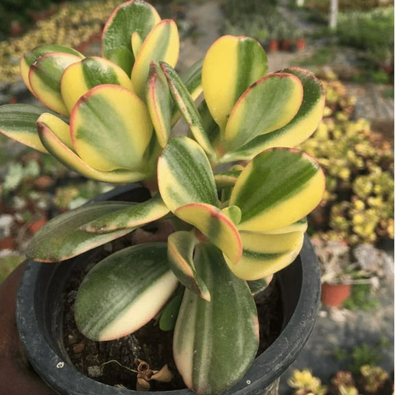 Variegated Jade Plant Live for Planting - Tri Color Jade Plant - Crassula Ovata Plant - Crassula Ovata Tricolor Plant - Crassula Argentea Variegated Plant - 4 Inch Pot