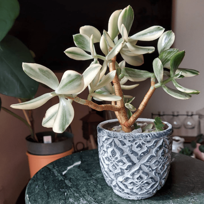 benefit of a snake plant 4-5ft Tall Full Size Green Snake Plant (Zeylanica) – Dahing Plants