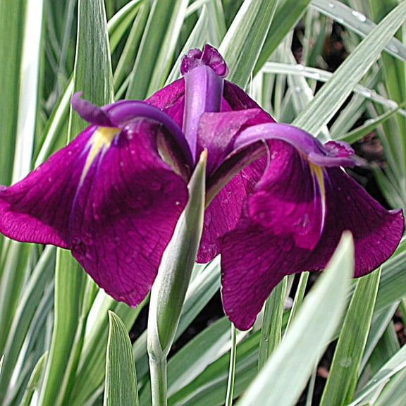 Variegated Japanese Water Iris-Iris ensata 'Variegata'-Elegant foliage and vibrant blooms  1 Gallon