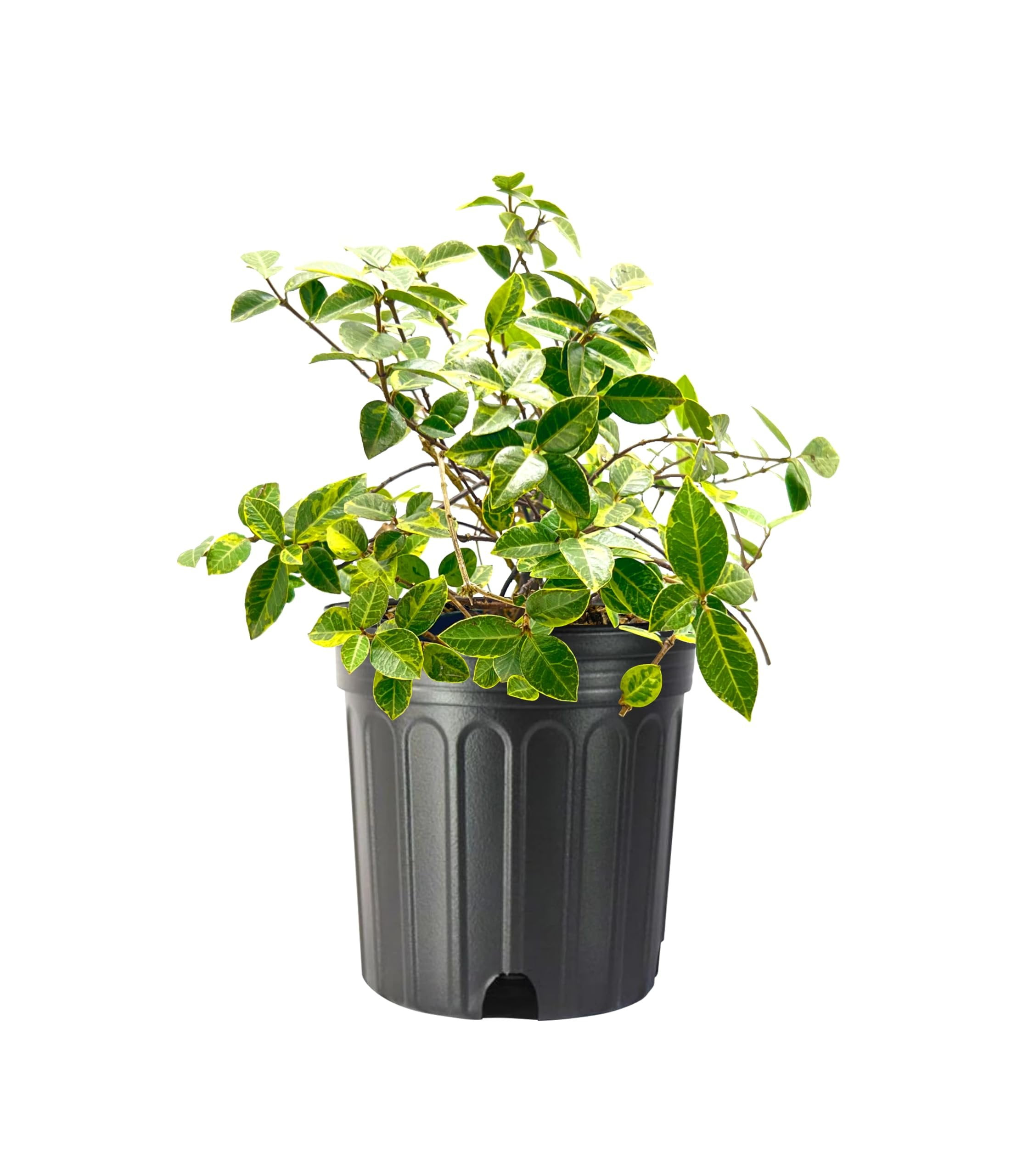 Variegated Jasmine Minima I 1 Large Gallon Size Plant I Trachelospermum Asiaticum  Live Unique Two-Tone Foliage for Eye-Catching Landscapes, Low-Growing Ground Cover