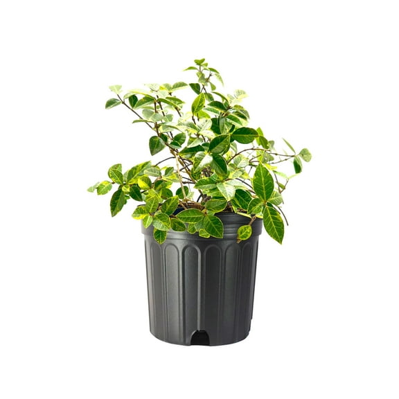 Variegated Jasmine Minima I 1 Large Gallon Size Plant I Trachelospermum Asiaticum  Live Unique Two-Tone Foliage for Eye-Catching Landscapes, Low-Growing Ground Cover