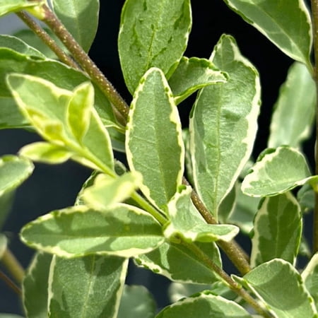 Variegated Ligustrum - Ligustrum japonicum 'Variegatum'