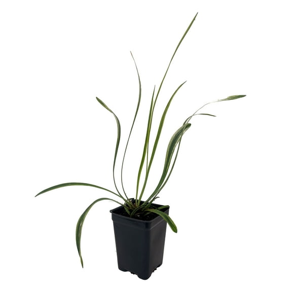 Variegated Lilyturf - Liriope Groundcover - 2.5" Pot - Live Plant