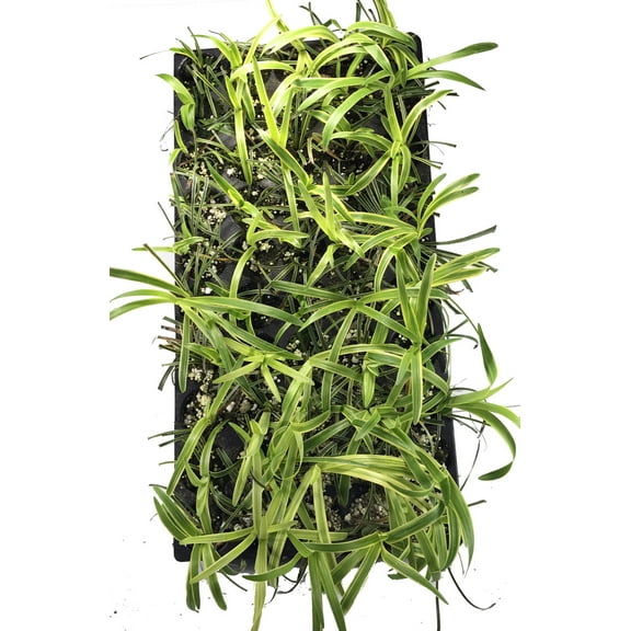 Variegated Lilyturf - Liriope - Sun/Shade - 48 Plants