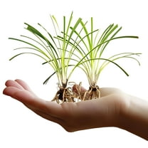 Variegated Liriope | 10 Live Bare Root Pips | Liriope Muscari Variegata | Ornamental Grass Plants | Low Maintenance Ground Cover for Landscaping