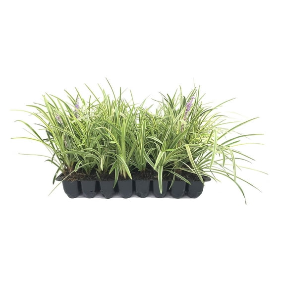 Variegated Liriope 20 Live Plants Liriope Muscari Variegata Ornamental Ground Cover Plants Evergreen Foliage