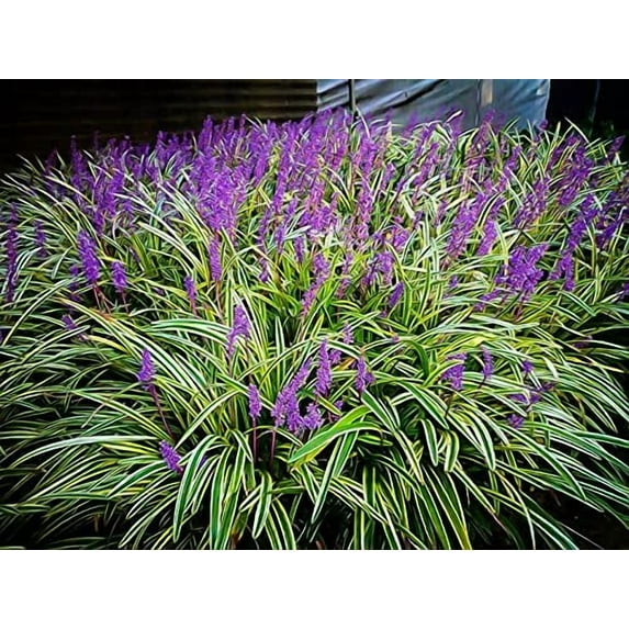 Variegated Liriope  3 Large Gallon Size Plants I Liriope Muscari Variegata I Live Striking Evergreen Perennial with Colorful Foliage, Ideal for Borders