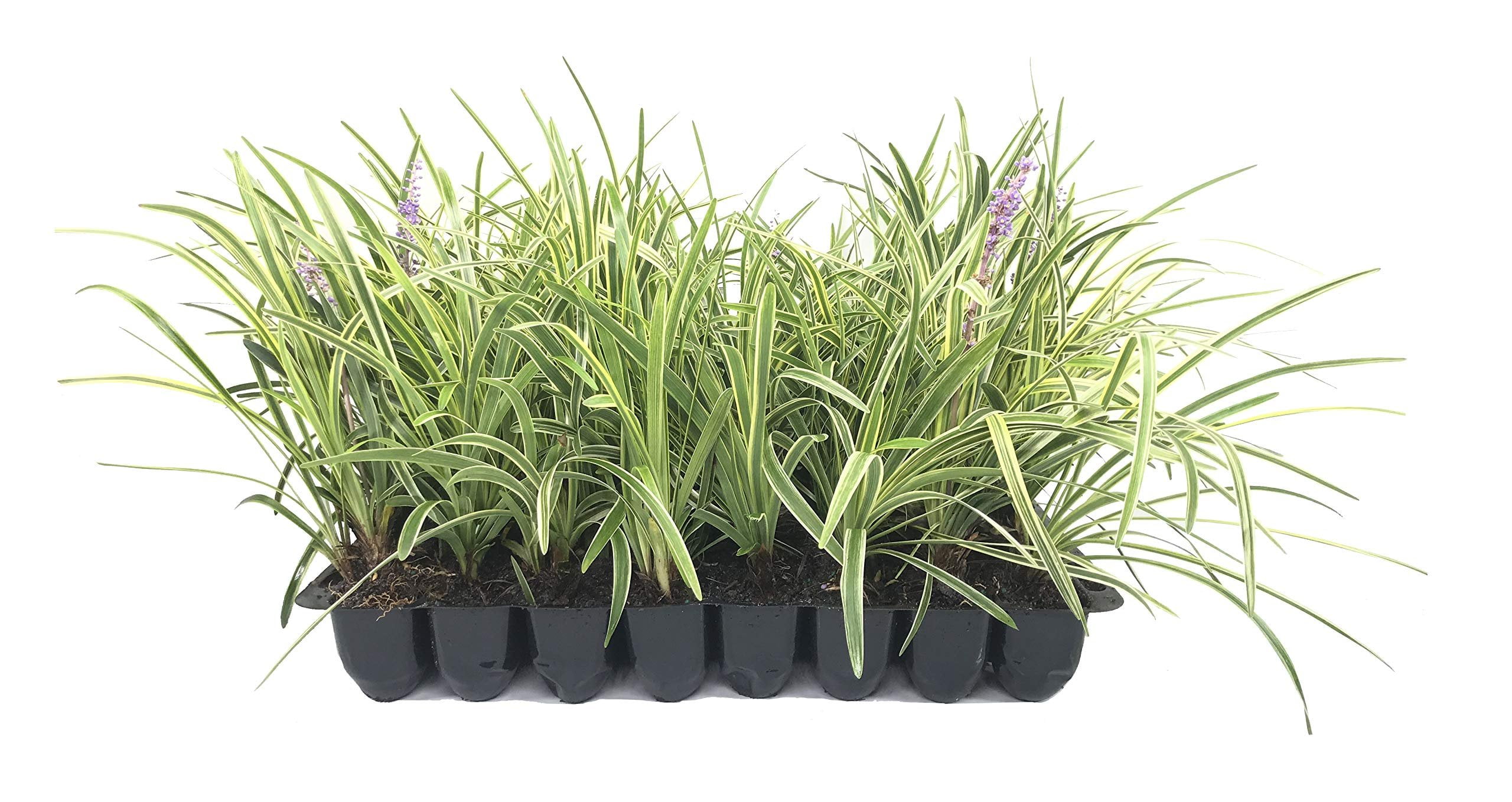 Variegated Liriope  3 Live Plants  Liriope Muscari Variegata  Ornamental Ground Cover Plants  Evergreen Foliage