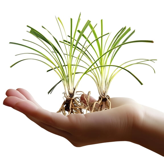 Variegated Liriope | 40 Live Bare Root Pips | Liriope Muscari Variegata | Ornamental Grass Plants | Low Maintenance Ground Cover for Landscaping