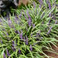 thumbnail image 1 of Variegated Liriope Dormant Bare Root Perennial Groundcover Starter Plant Roots, 3 Plants per Offer, 1 of 5