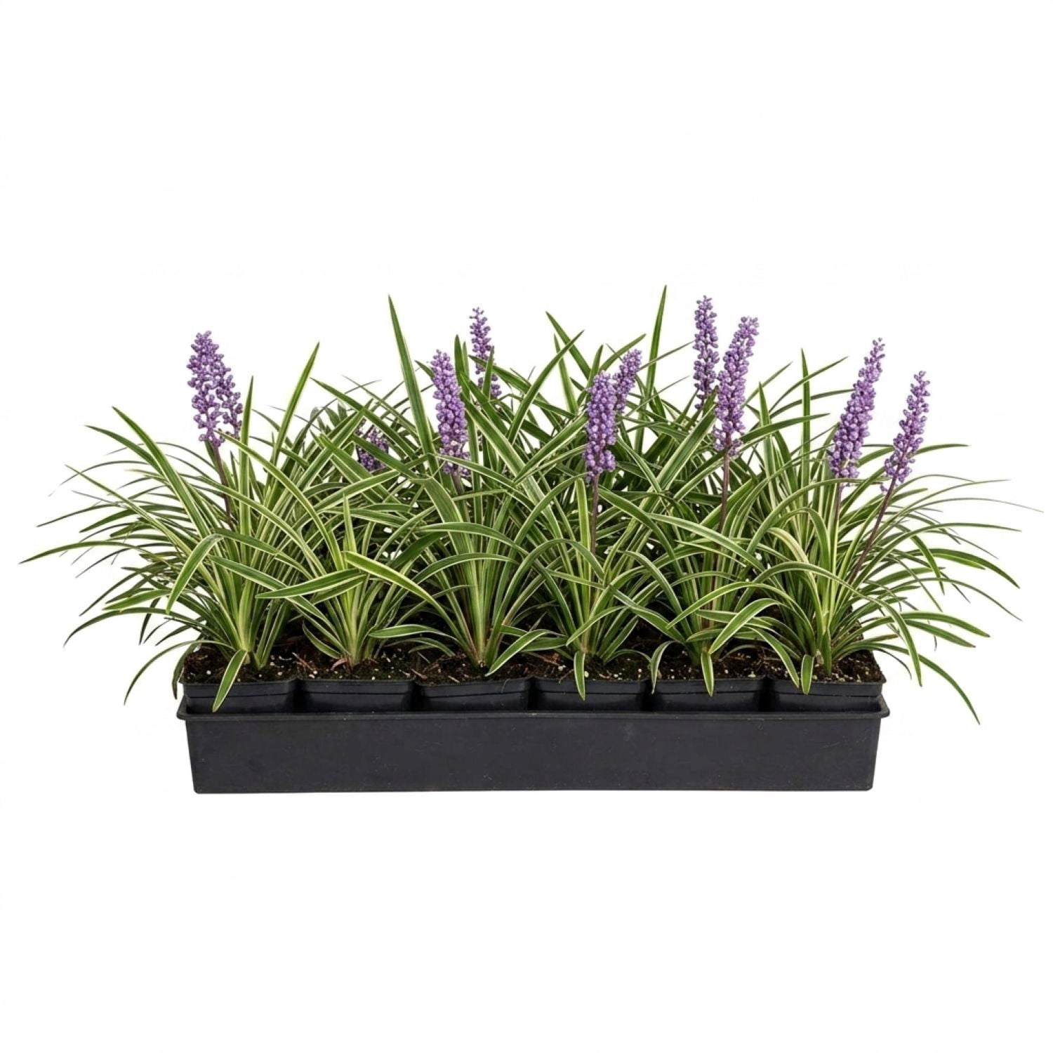 Expert Gardener Variegated Liriope 'Lily Turf' - 18 Pk (3.25 in. Pots) Groundcover - Full Sun to Part Sun Live Plant