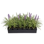 Expert Gardener Variegated Liriope 'Lily Turf' - 18 Pk (3.25 in. Pots) Groundcover - Full Sun to Part Sun Live Plant