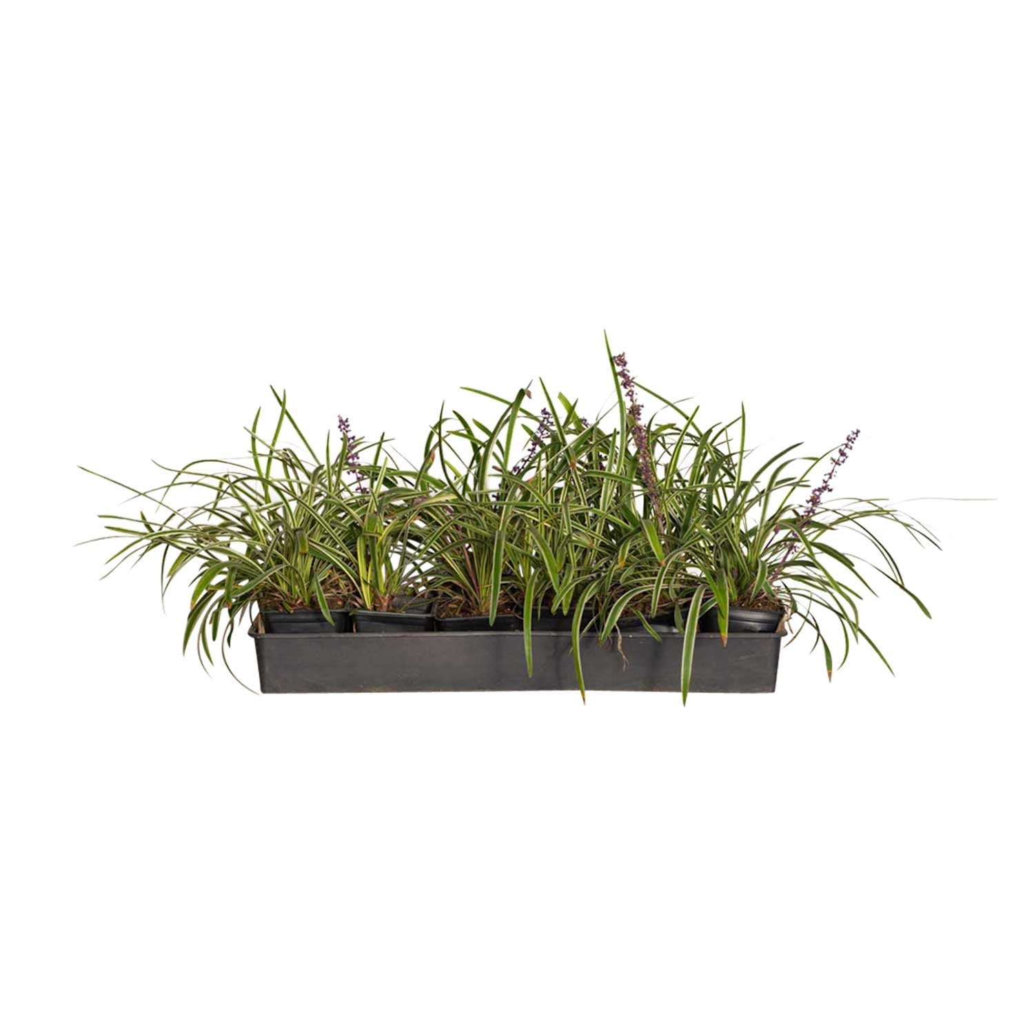 Expert Gardener Variegated Liriope 'Lily Turf' - 18 Pk (3.25 in. Pots