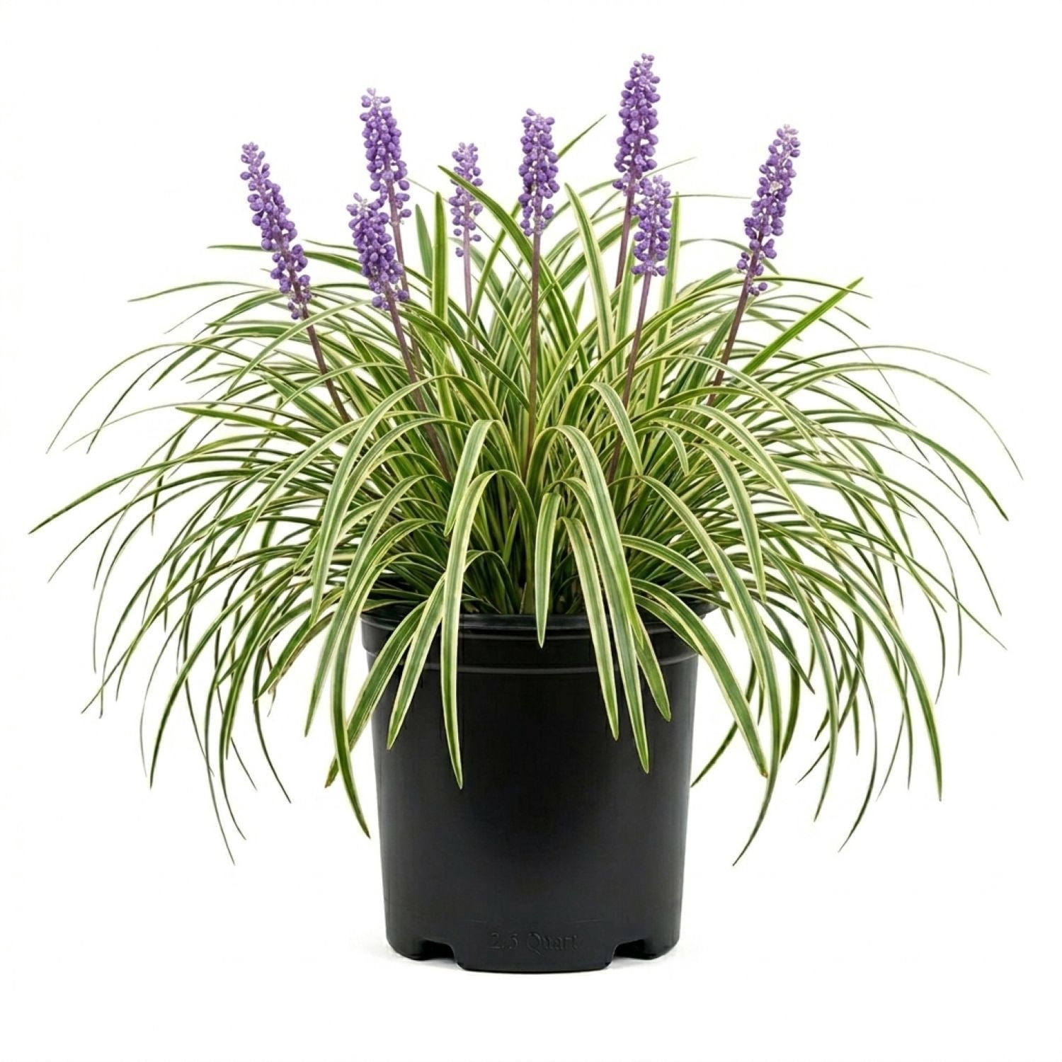 Variegated Liriope 'Lily Turf' (2.5 Quart) Semi-Evergreen to Evergreen Groundcover Perennial - Full Sun to Part Sun Live Outdoor Plant