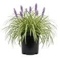 thumbnail image 1 of Expert Gardener Variegated Liriope 'Lily Turf' (2.5 Quart) Semi-Evergreen to Evergreen Groundcover Perennial - Full Sun to Part Sun Live Outdoor Plant, 1 of 7