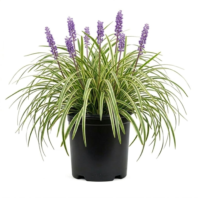 olivenbaum 160 cm Künstlicher Olivenbaum 160 cm günstig online kaufen main image 1