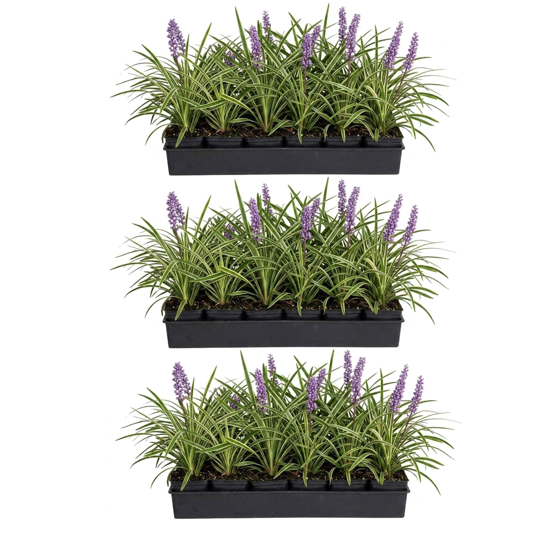 Expert Gardener Variegated Liriope 'Lily Turf' - 54 Pack (3.25 In. Pots) Semi-Evergreen to Evergreen Groundcover Perennial - Full Sun to Part Sun Live Outdoor Plant
