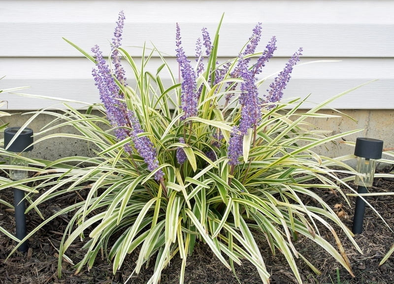 Variegated Liriope Live Plant in a Trade Gallon Pot