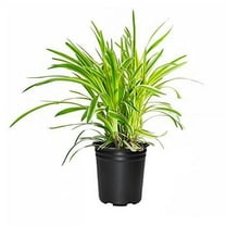 Variegated Liriope Muscari Silvery Sunproof - 1 Large Quart Size Plant - Live Blooming Evergreen Groundcover