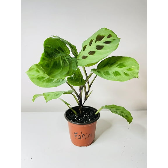 Bumble Plants Variegated Maranta Leuconeura Kerchoveana - Full Live Colorful Houseplant in Nursery Pot, Easy Care, Indoor Plant for Beginners