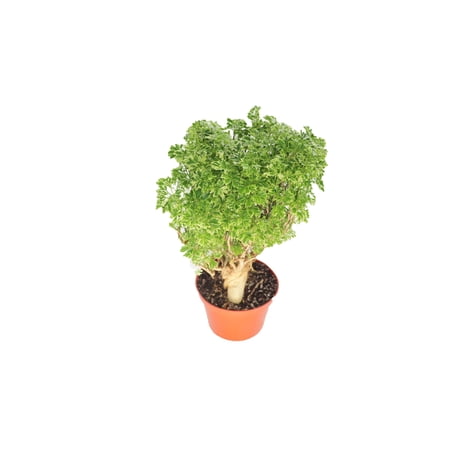 Variegated Ming Aralia - 6'' from California Tropicals