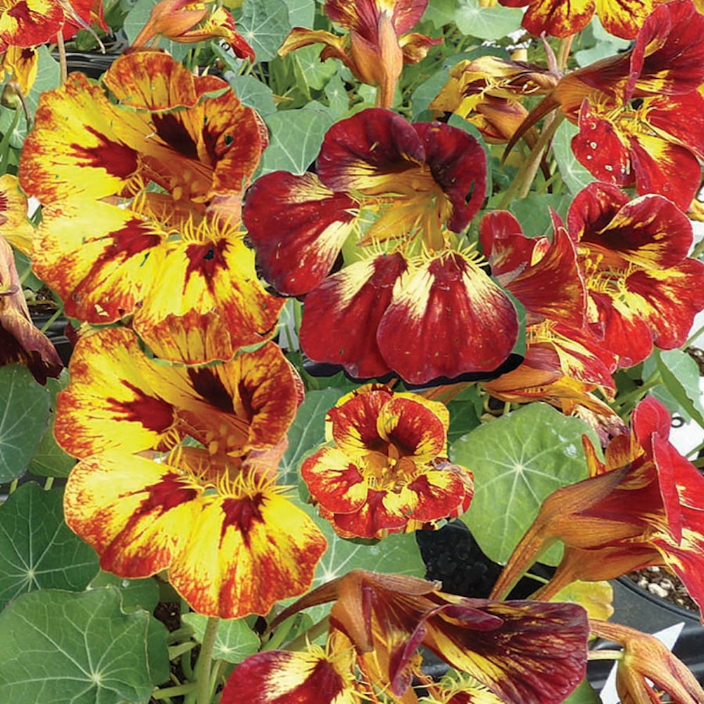 Variegated Orchid Flame Nasturtium Tropaeolum - 3" Pot- Edible Flowers
