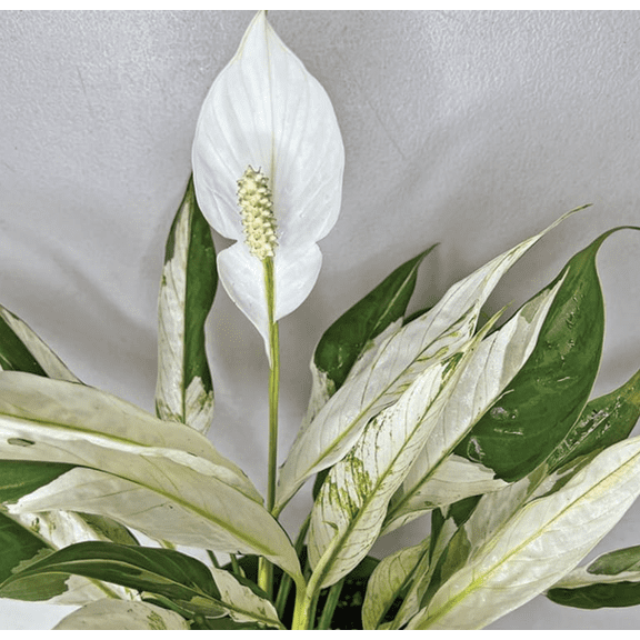 Variegated Peace Lily Live Plant Indoor, White Lily Flower Plant Live for Houseplant, 4 to 8 Inc Lily Plant for Indoor Outdoor Planting