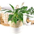 thumbnail image 1 of Variegated Peace Lily, 1 of 7