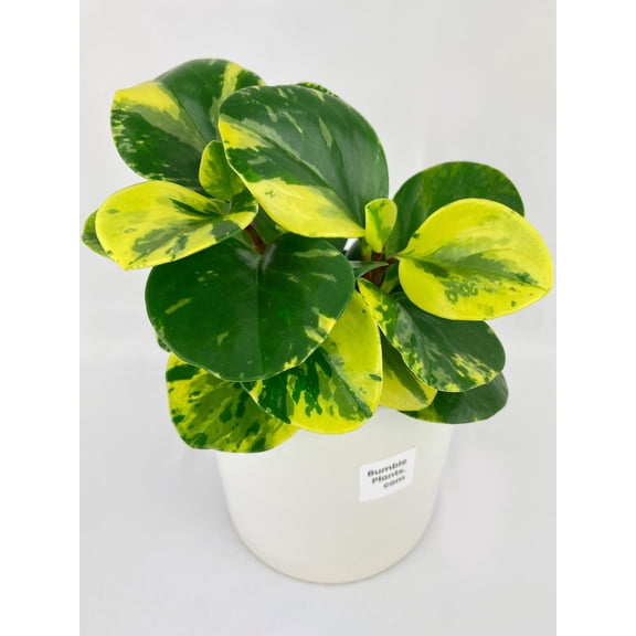 Bumble Plants Variegated Peperomia Obtusifolia - Full Live Colorful Houseplant in Nursery Pot, Easy Care, Indoor Plant for Beginners