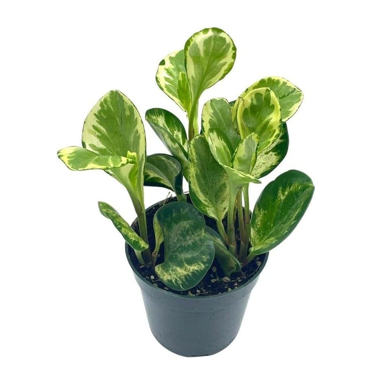 Variegated Peperomia obtusifolia, Marble Rubber Spoonleaf Plant