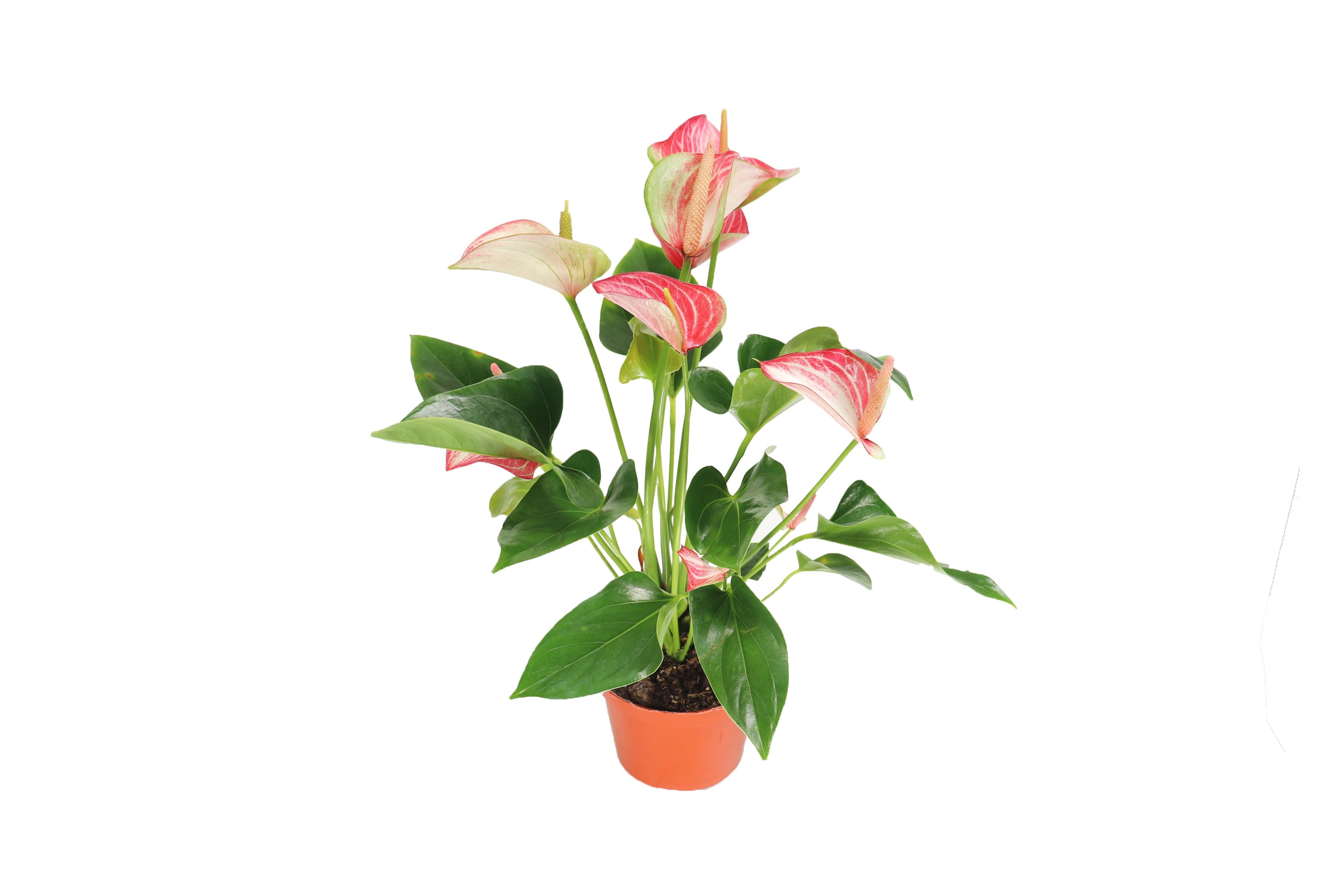Variegated Pink & White Anthurium - 6'' from California Tropicals