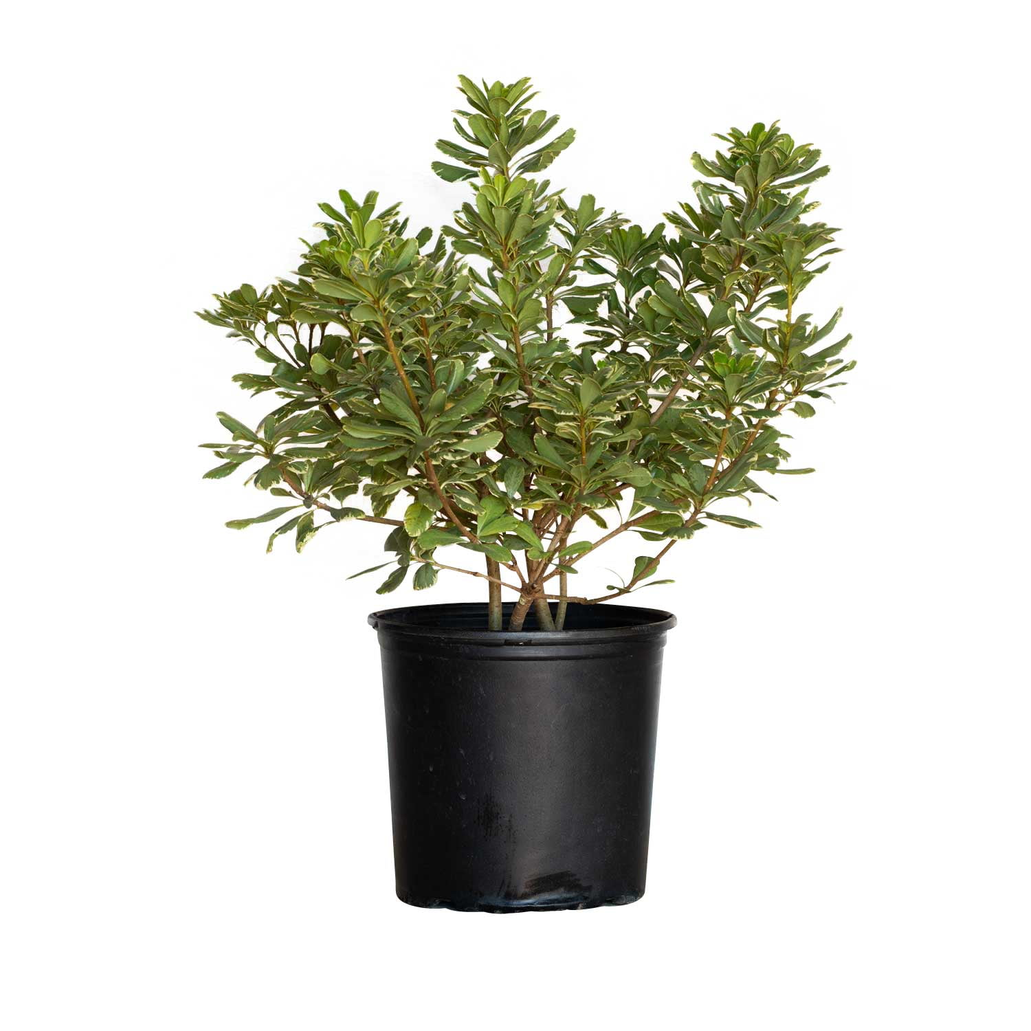 Expert Gardener Variegated Pittosporum 'Japanese Mock Orange' (2.5