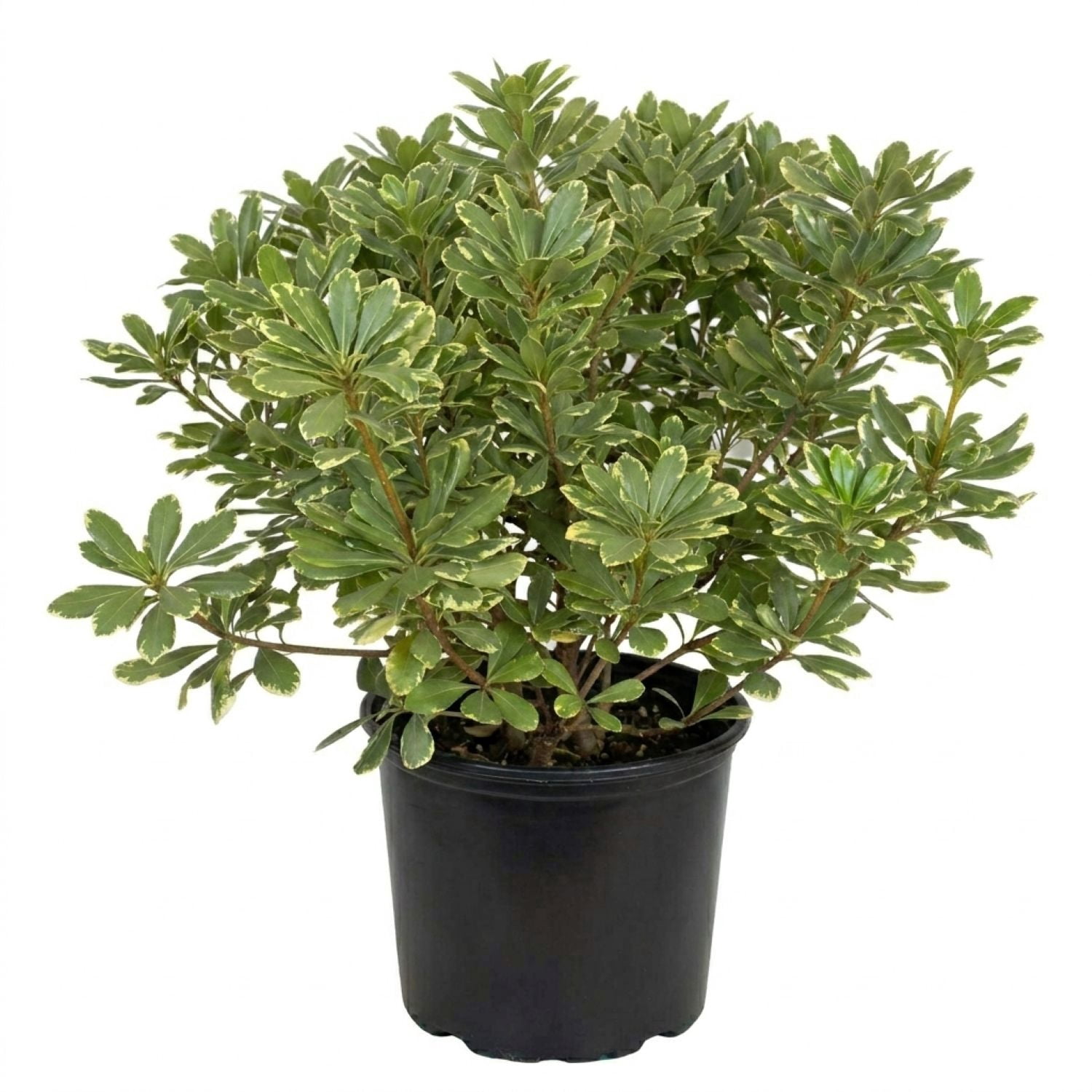 Expert Gardener Variegated Pittosporum 'Japanese Mock Orange' (2.5